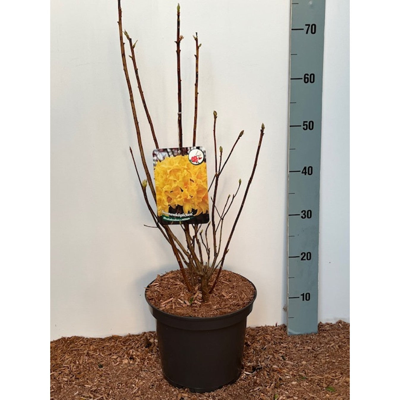 Rhododendron – Rhododendron mixtum 'Sonnenköpfchen' - C5 40-50 CM